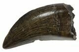 Serrated, Tyrannosaur (Nanotyrannus) Tooth - Montana #350428-1